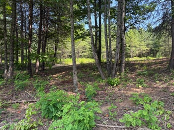 144 Red Wing Dr, Vonore, TN 37885