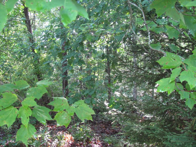 145 Hedgewood Point, Fairfield Glade, TN 38558