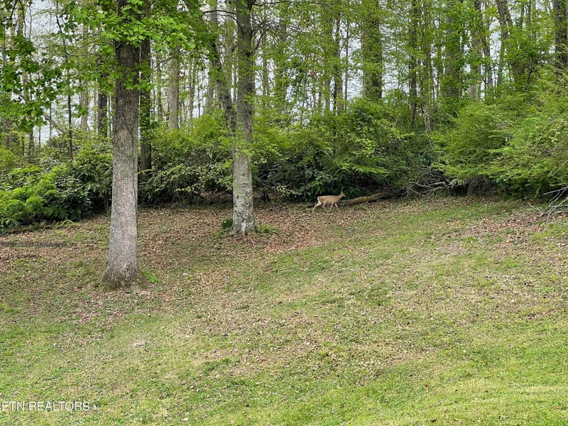 146 Oak Rd, Norris, TN 37828