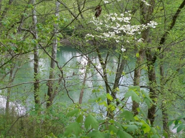 15 thru 19 Chambers Rd, Robbins, TN 37852