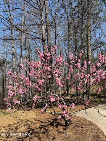 152 Whippoorwill Dr, Oak Ridge, TN 37830