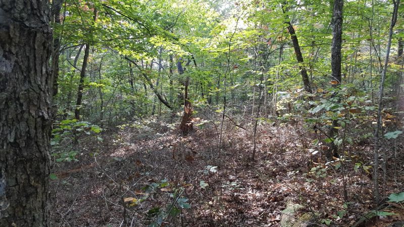 154 Anthony Road Rd, Sunbright, TN 37872