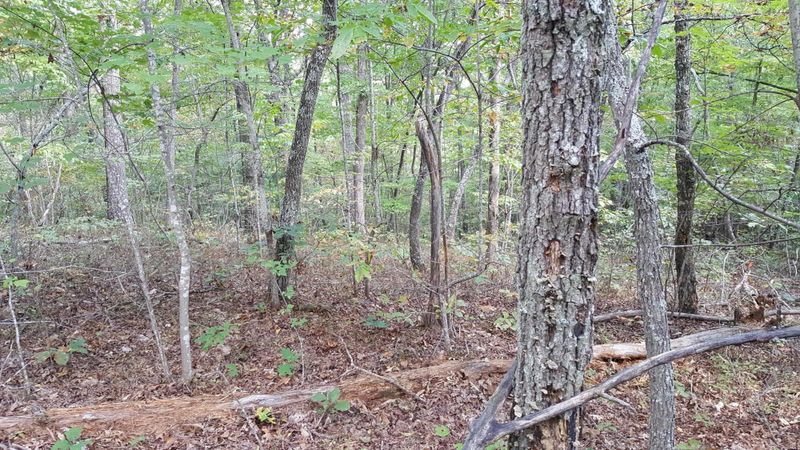 154 Anthony Road Rd, Sunbright, TN 37872