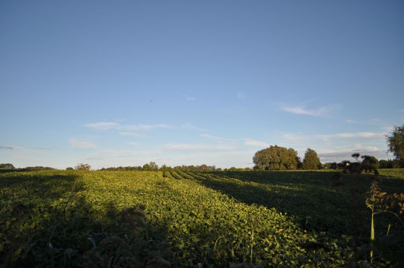1565 Graves Rd, Strawberry Plains, TN 37871