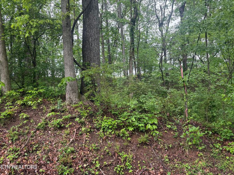 159 Amohi Way, Loudon, TN 37774