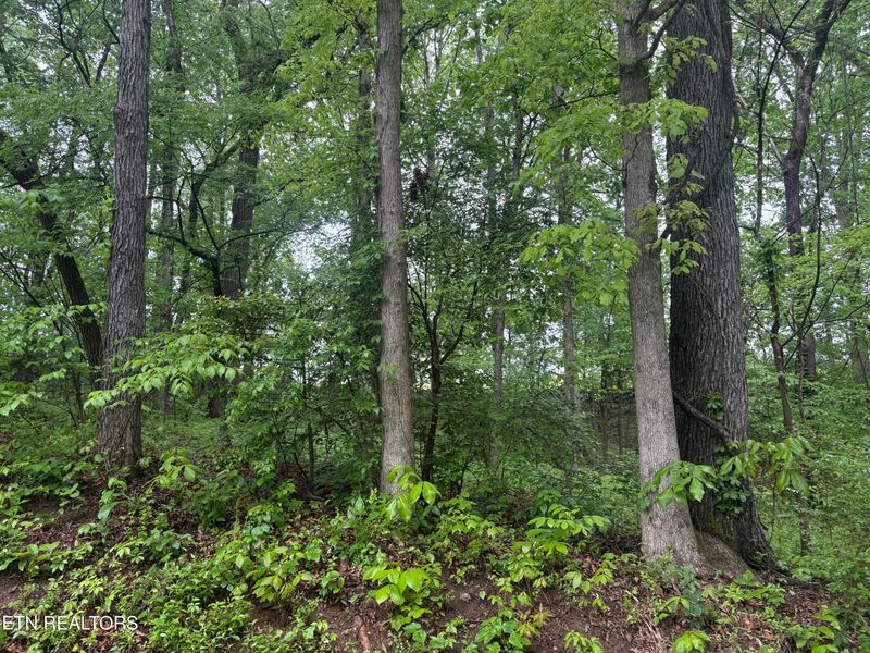 159 Amohi Way, Loudon, TN 37774