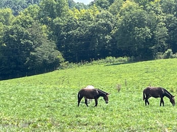 160 County Road 968, Delano, TN 37325