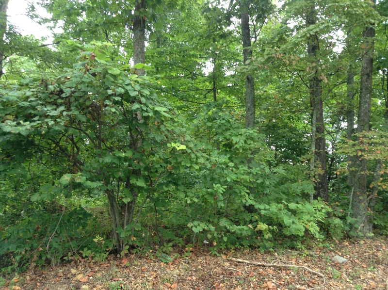 161 Grandview Ln, Maynardville, TN 37807