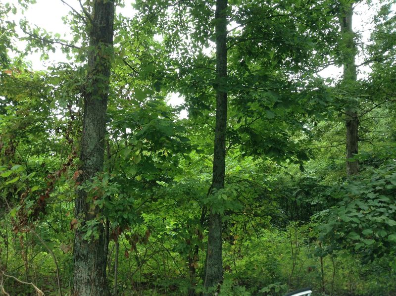 161 Grandview Ln, Maynardville, TN 37807