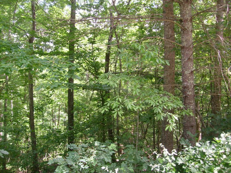 169 Pineridge Loop, Crossville, TN 38558