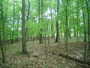 172 Natchez Cir, Crossville, TN 38558