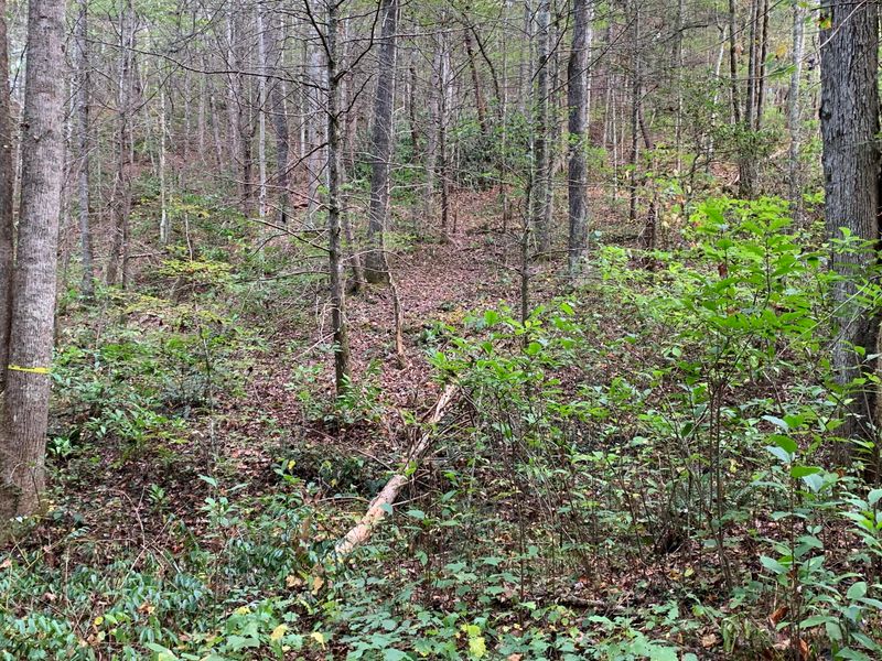 1732 Tall Pines Way, Sevierville, TN 37876