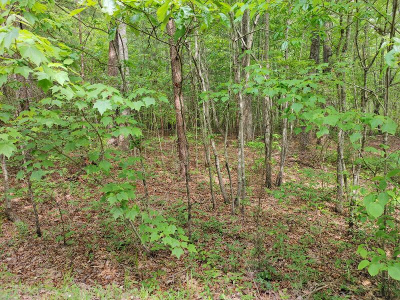 175 Massingale Rd, Tellico Plains, TN 37385