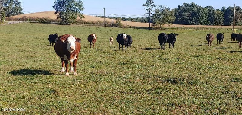 181 Claude Howard Rd, Deer Lodge, TN 37726