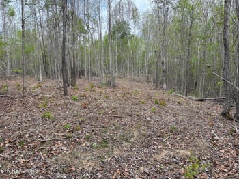 182 Nydeck Rd, Robbins, TN 37852