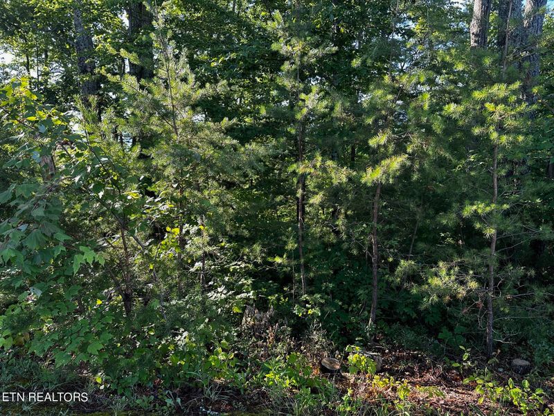 1851 Pinestand Ridge Way, Sevierville, TN 37862
