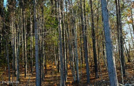194 Forest Ridge Ln, Greenback, TN 37742