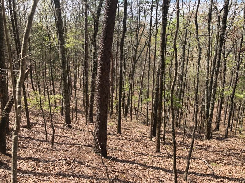 197 Cherokee Winds, Tellico Plains, TN 37385