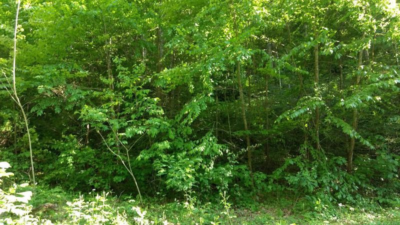 1976 Carrs Creek Rd, Townsend, TN 37882