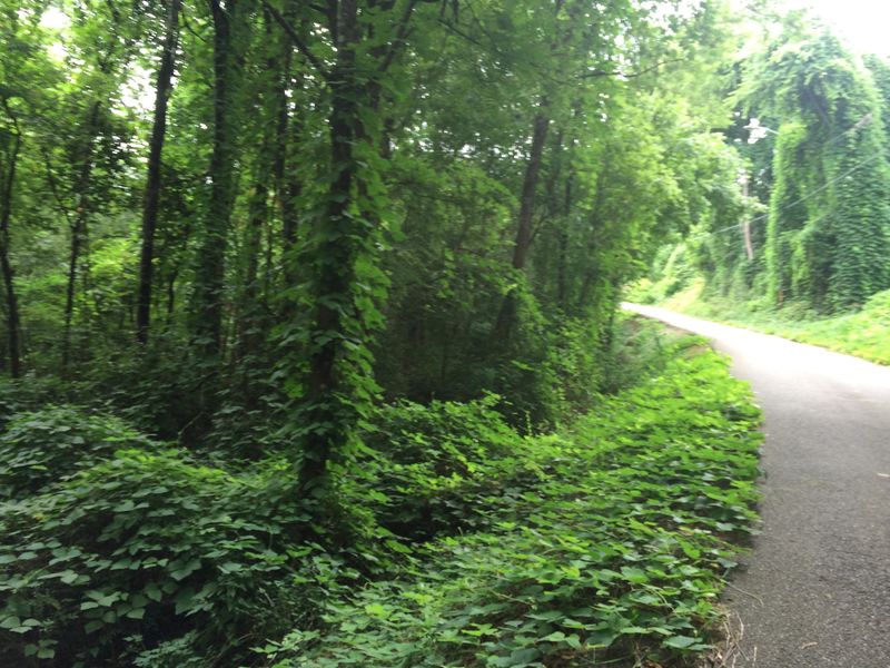 204 Crescent Ave, Knoxville, TN 37920