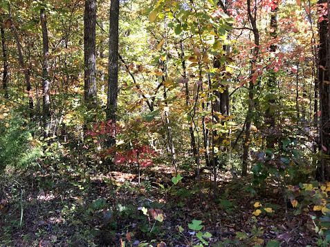 206 Amohi Tr, Loudon, TN 37774