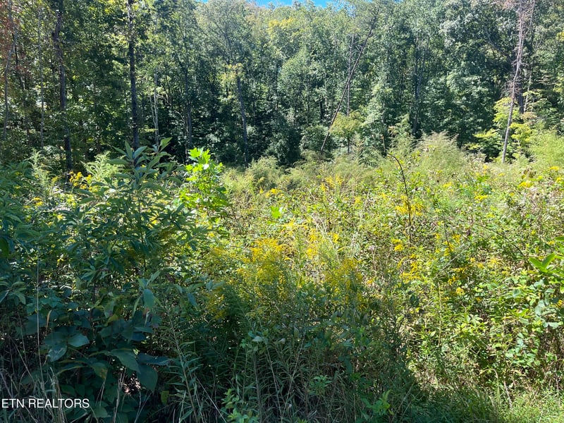 223 Clear Springs Rd, Harriman, TN 37748