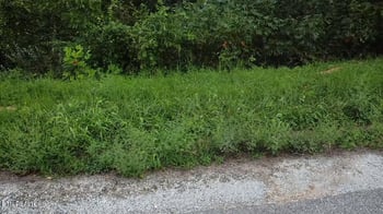 229 Suncrest Cv, Lafollette, TN 37766