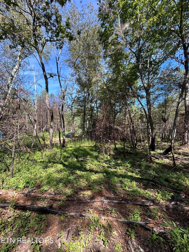 241 Star Lake Way, Deer Lodge, TN 37726
