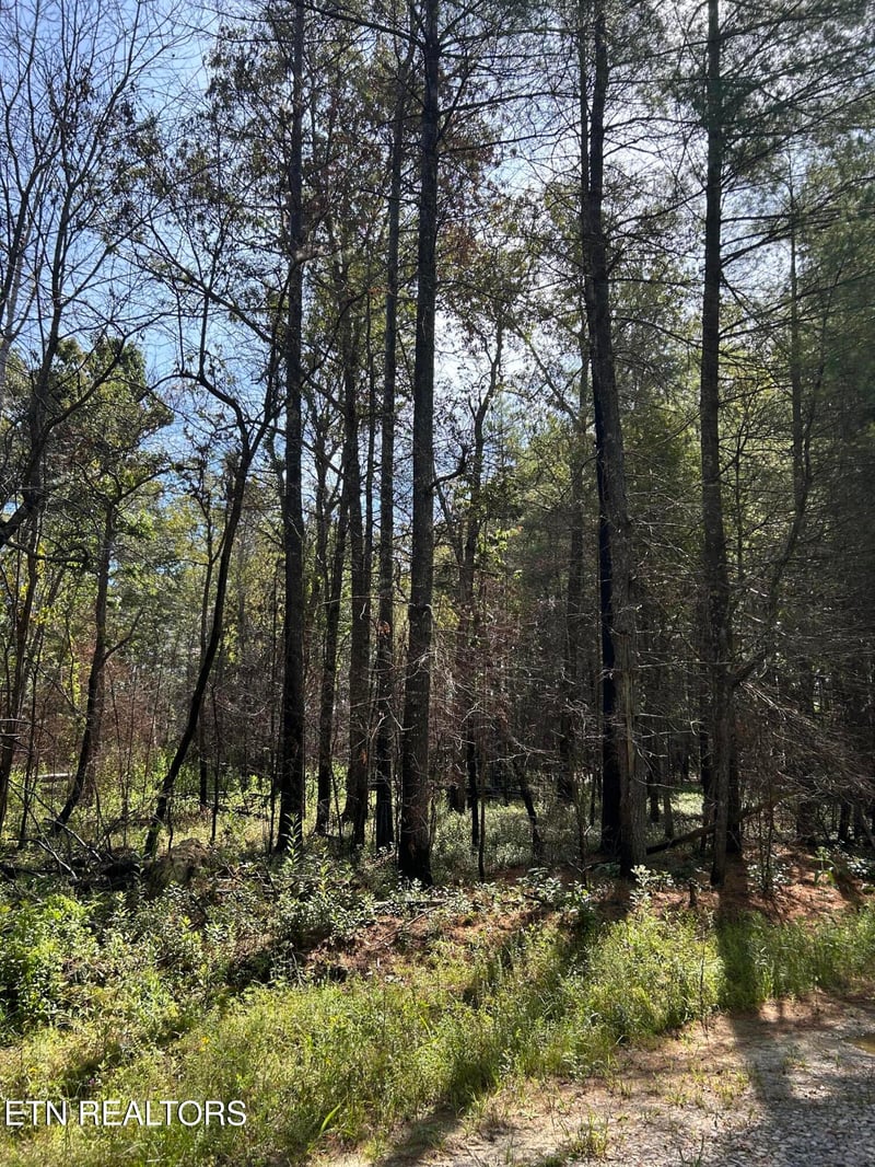 241 Star Lake Way, Deer Lodge, TN 37726