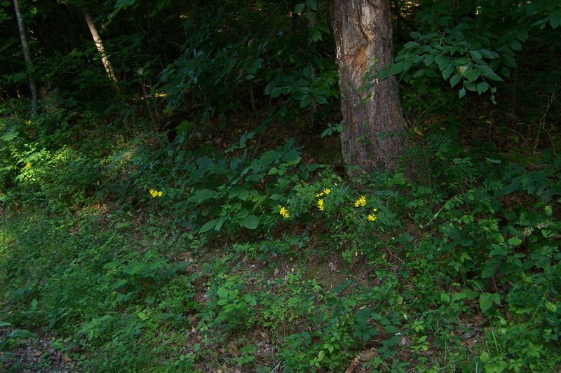 275 Haney Hollow Rd, Clinton, TN 37716