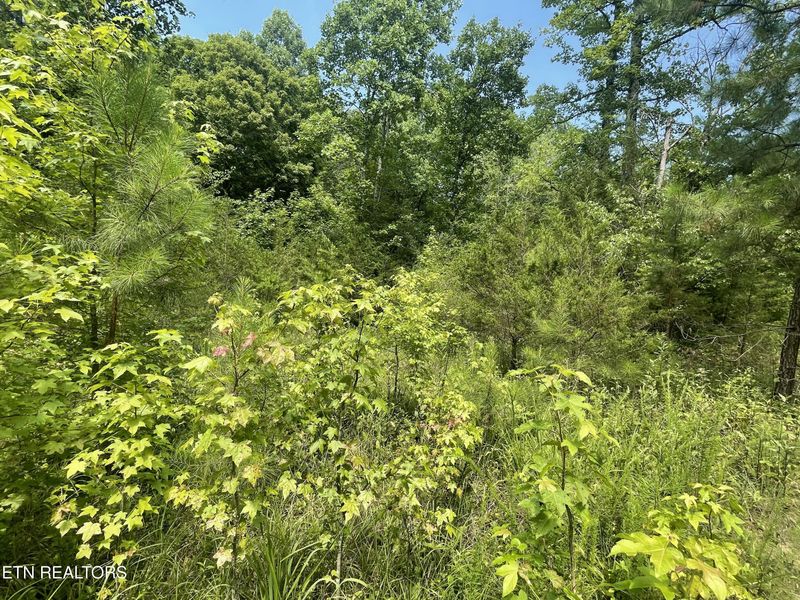 282 County Road 285, Niota, TN 37826