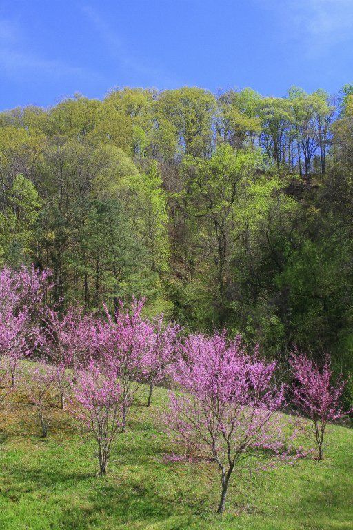 2870 Mccammon Rd, Knoxville, TN 37920