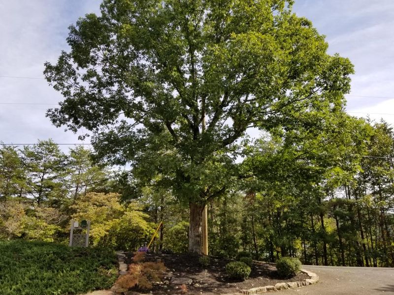 2919 Crestview Ct, Sevierville, TN 37862