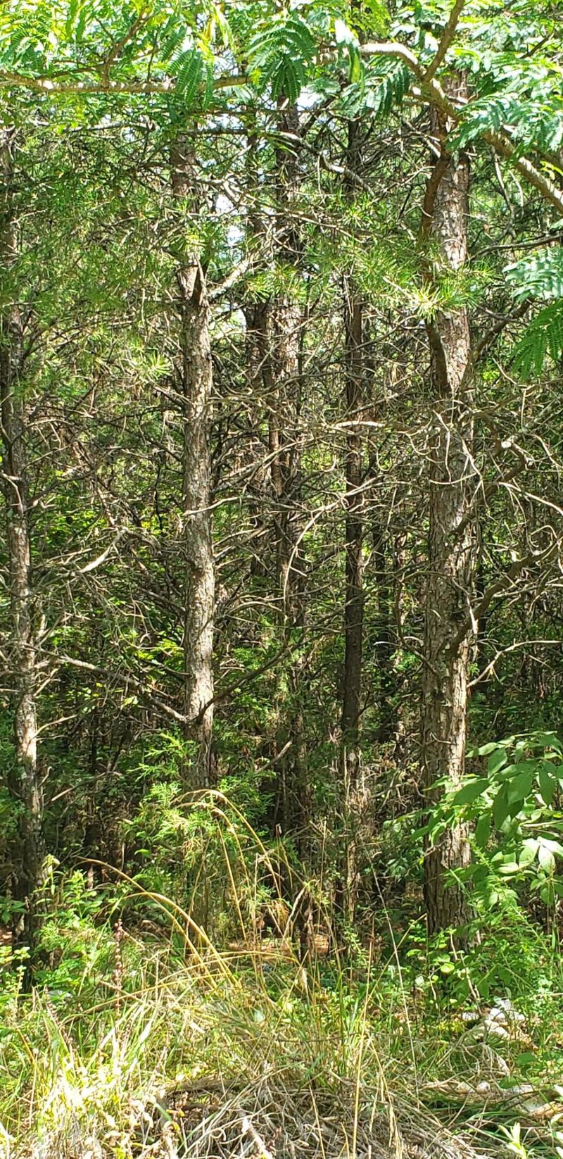 3.98 Lands Rd, Madisonville, TN 37354