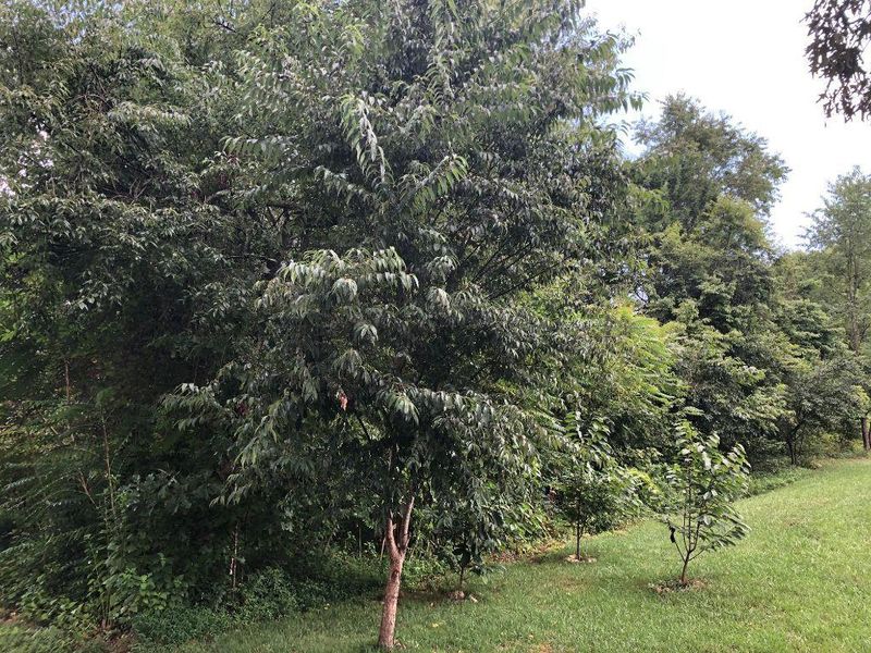 306 Yona Ln, Loudon, TN 37774