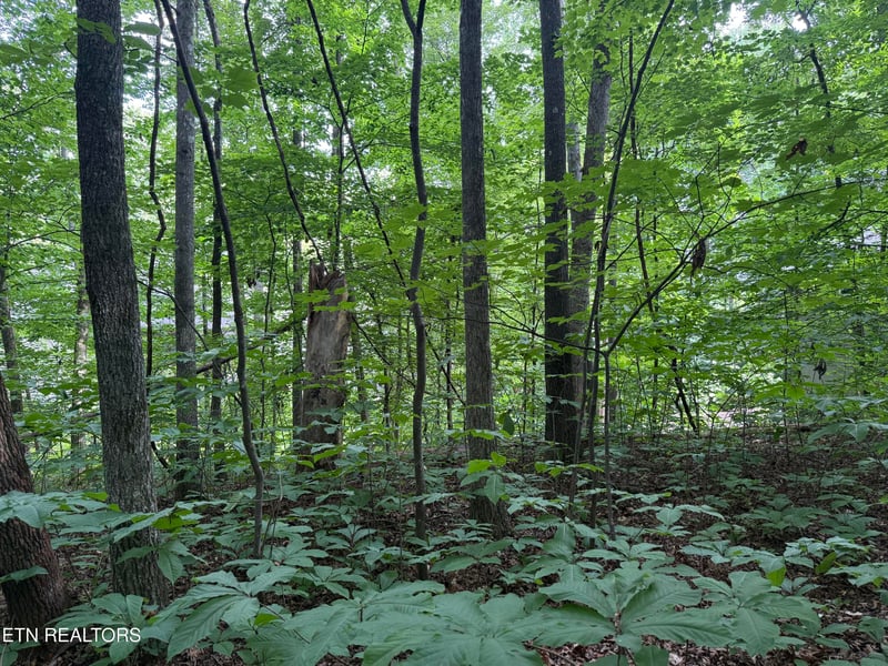 324 Dudala Point, Loudon, TN 37774