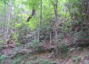 329 Silverbell Ln, Gatlinburg, TN 37738