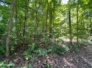 3320 Gumstand Dr, Powell, TN 37849