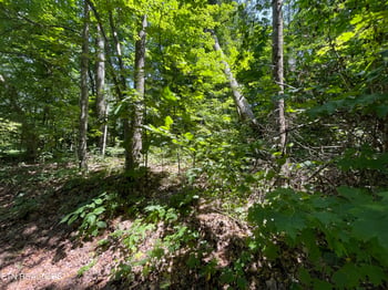 3320 Gumstand Dr, Powell, TN 37849