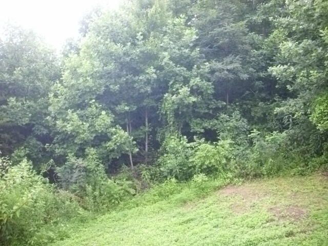 372 Lick Creek Ln, Lafollette, TN 37766