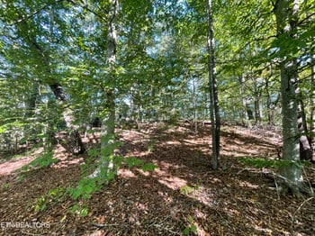 389 Shady Pine Ln, Newcomb, TN 37819