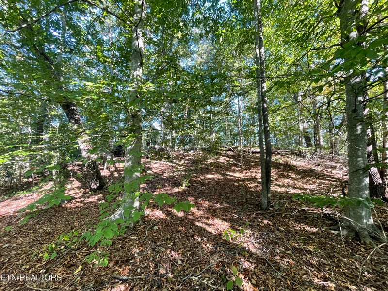 389 Shady Pine Ln, Newcomb, TN 37819