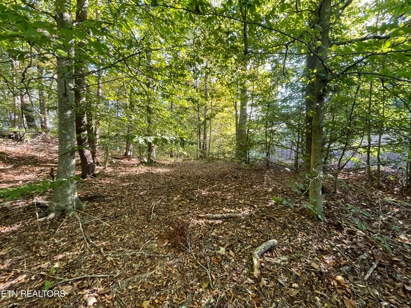 389 Shady Pine Ln, Newcomb, TN 37819