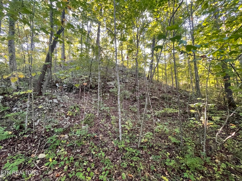 389 Shady Pine Ln, Newcomb, TN 37819
