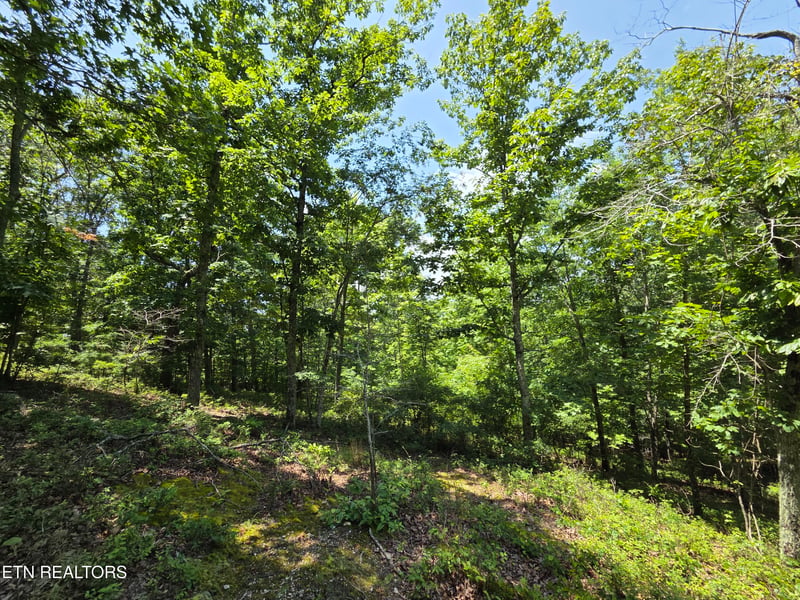 391 Thief Neck View Dr, Rockwood, TN 37854