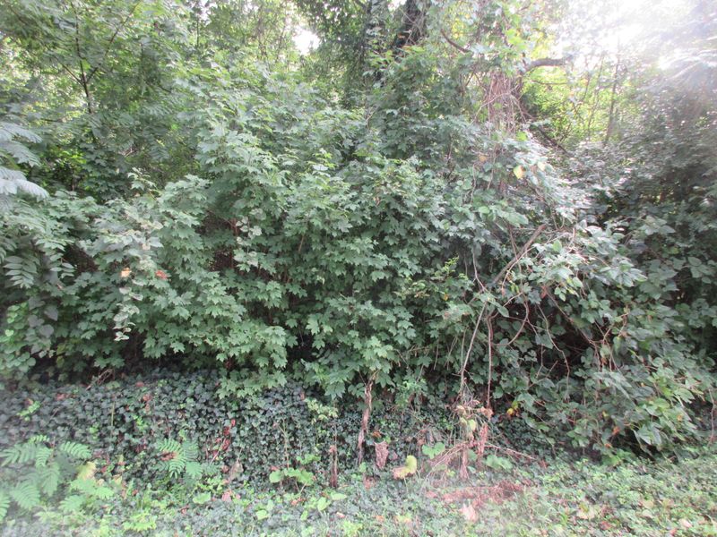 4108 Lilac Ave, Knoxville, TN 37914