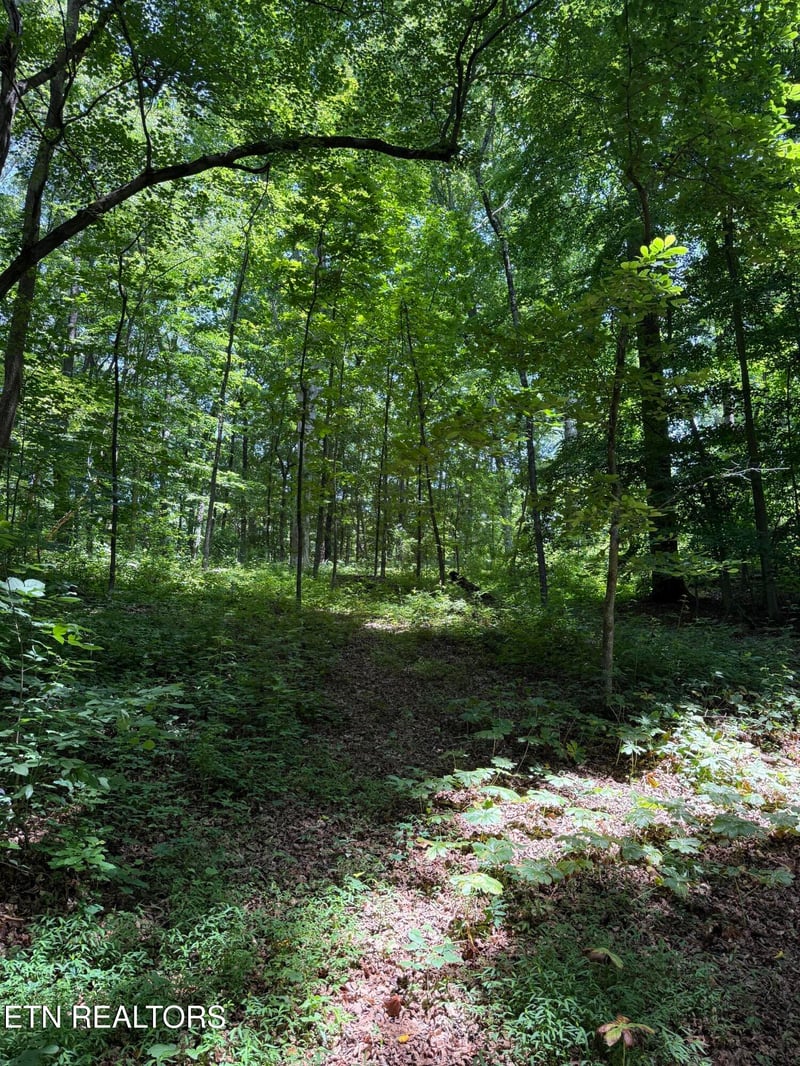426 - 422 County Road 728 #58.5 acres, Riceville, TN 37370