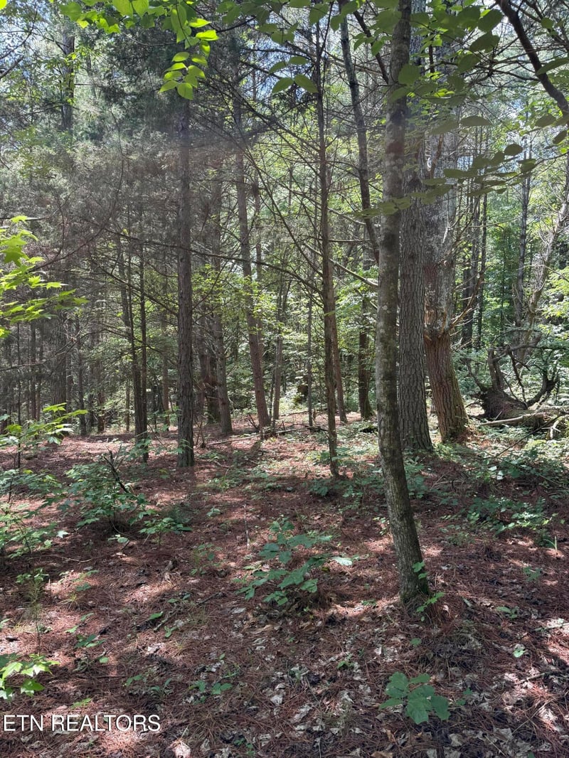 426 - 422 County Road 728 #58.5 acres, Riceville, TN 37370