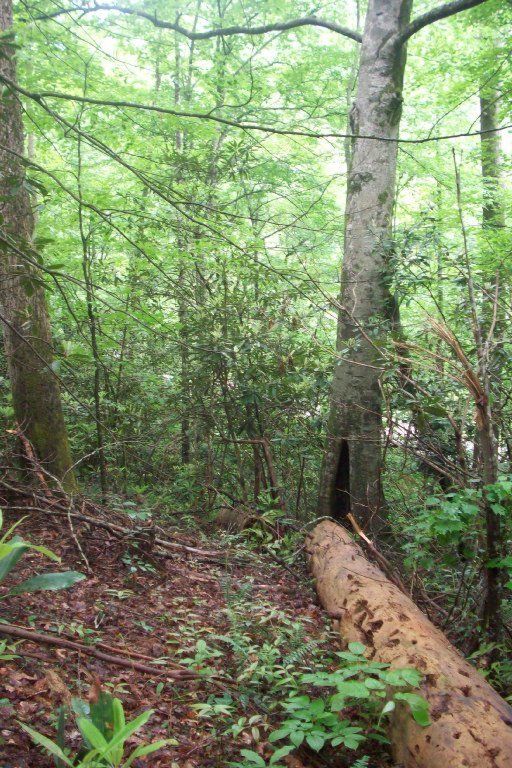 459 Chetola, Townsend, TN 37882