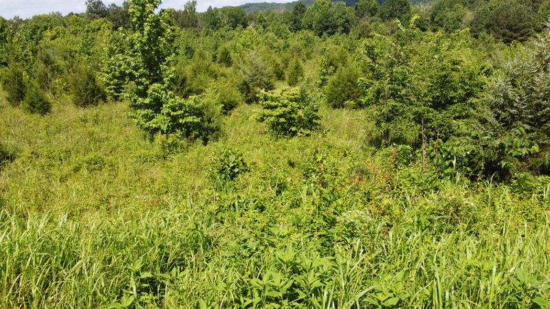460 Buckner Rd, Philadelphia, TN 37846
